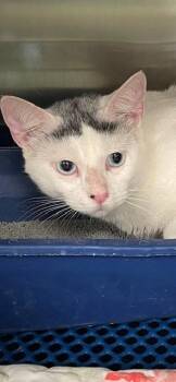 Polar -  Turkish Van and Siamese Cat for Adoption in Jackson, Louisiana - Polar | PetCurious