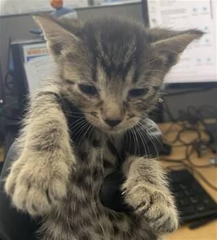 MIRIAM -  Domestic Short Hair Cat for Adoption in Dallas, Texas - MIRIAM | PetCurious