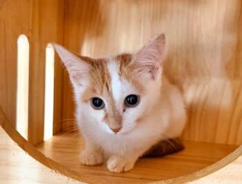 ANDERSON -  Tabby Cat for Adoption in Capshaw, Alabama - ANDERSON | PetCurious