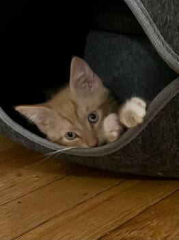 Rescue Domestic Short Hair Cats for Adoption in Calverton, Maryland - Ale | PetCurious