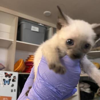 Hamilton -  Domestic Short Hair and Siamese Cat for Adoption in Kanab, Utah - Hamilton | PetCurious