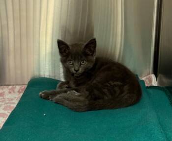 Pebbles -  Domestic Short Hair Cat for Adoption in Yankton, South Dakota - Pebbles | PetCurious