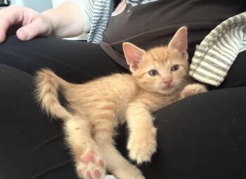 Domestic Short Hair Cats Available for Adoption in Lemont, Illinois - Johnny | PetCurious