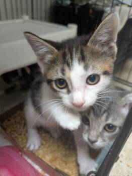 Margaret -  Domestic Short Hair Cat for Adoption in Cincinnati, Ohio - Margaret | PetCurious