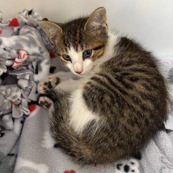 Allan -  Domestic Short Hair Cat for Adoption in Naperville, Illinois - Allan | PetCurious