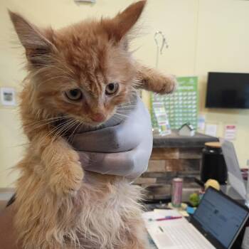 Brine -  Domestic Short Hair and Domestic Medium Hair Cat for Adoption in Lynchburg, Virginia - Brine | PetCurious