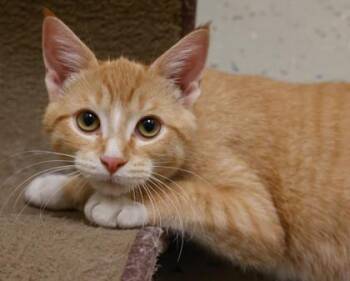 Reggie -  Domestic Short Hair Cat for Adoption in Verona, Wisconsin - Reggie | PetCurious