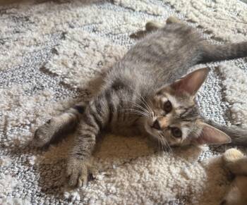 Rescue Domestic Short Hair Cats for Adoption in Murfreesboro, Tennessee - Perry | PetCurious