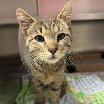 Nowhere -  Domestic Short Hair Cat for Adoption in Richmond, Virginia - Nowhere | PetCurious