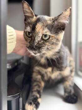 Cookie -  American Shorthair Cat for Adoption in Fredericksburg, Virginia - Cookie | PetCurious