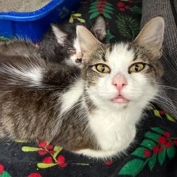 Drac-Ula -  Domestic Medium Hair Cat for Adoption in Emporia, Kansas - Drac-Ula | PetCurious