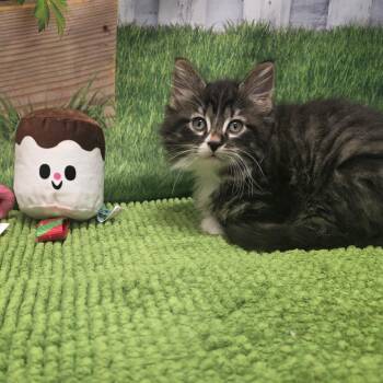 Marshmallow -  Domestic Short Hair Cat for Adoption in Fort Wayne, Indiana - Marshmallow | PetCurious