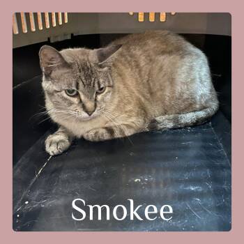 SMOKEE -  Siamese and Tabby Cat for Adoption in Lawton, Oklahoma - SMOKEE | PetCurious