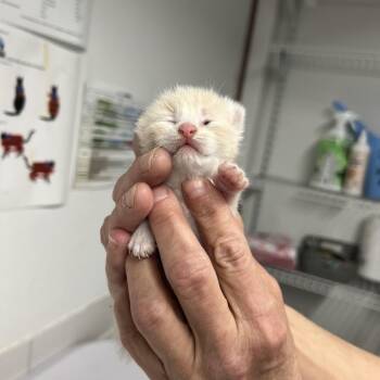 Domestic Short Hair Cats Available for Adoption - Zeelee | PetCurious