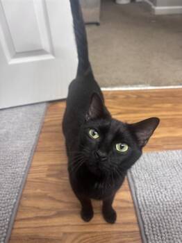 Domestic Short Hair Cats Available for Adoption in Indianapolis, Indiana - GLIMMER | PetCurious