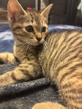 Siri -  Tabby Cat for Adoption in Greensboro, North Carolina - Siri | PetCurious