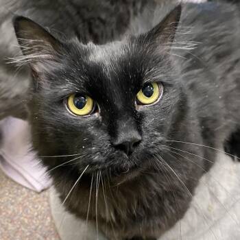 Domestic Short Hair Cats Available for Adoption in Sheridan, Wyoming - Cruzer | PetCurious