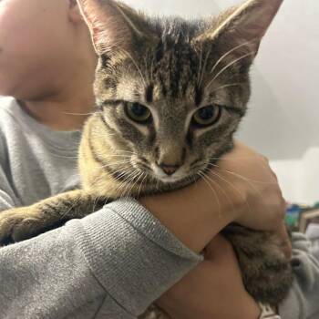 Domestic Short Hair Cats Available for Adoption - Oliver | PetCurious