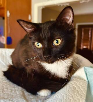 Poppy -  Domestic Medium Hair Cat for Adoption in Calera, Alabama - Poppy | PetCurious