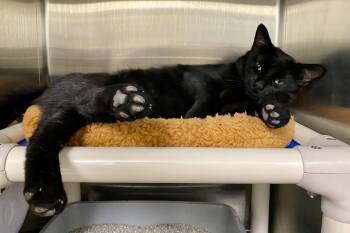 Butch -  Domestic Short Hair Cat for Adoption in Fargo, North Dakota - Butch | PetCurious