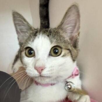 Domestic Short Hair Cats Available for Adoption in Lansing, Michigan - Angela | PetCurious