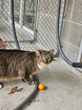 Rescue Domestic Short Hair Cats for Adoption in Batavia, Ohio - Athena Marie | PetCurious