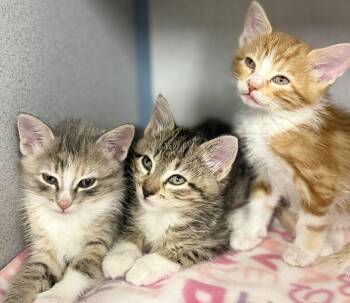 Little Rock -  Domestic Short Hair Cat for Adoption in Fruit Heights, Utah - Little Rock | PetCurious