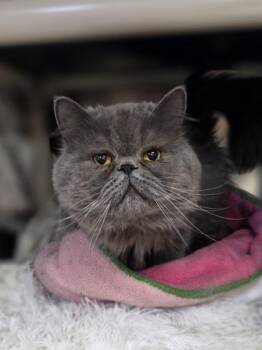 Burrito -  Persian and Domestic Short Hair Cat for Adoption in Westland, Michigan - Burrito | PetCurious