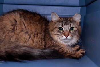 Elizabeth Taylor -  Domestic Long Hair Cat for Adoption in Cleveland, Ohio - Elizabeth Taylor | PetCurious