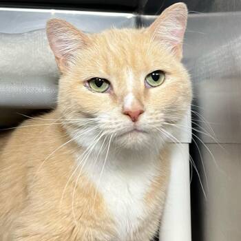 Baby Bisquit -  Domestic Short Hair and Mixed Breed Cat for Adoption in Palm Springs, California - Baby Bisquit | PetCurious