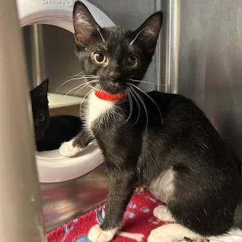 Faith -  Domestic Short Hair Cat for Adoption in Knoxville, Tennessee - Faith | PetCurious