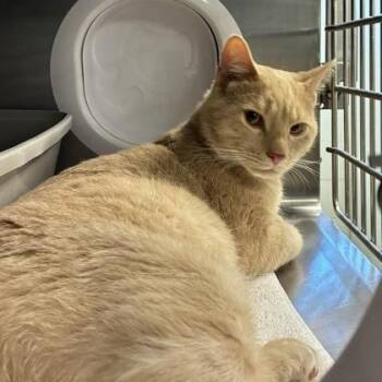Shoresy -  Domestic Short Hair Cat for Adoption in Wheaton, Illinois - Shoresy | PetCurious