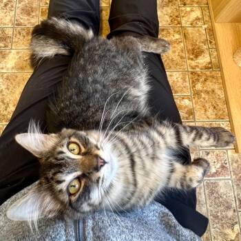 Gabriel -  Domestic Medium Hair Cat for Adoption in Aberdeen, Washington - Gabriel | PetCurious