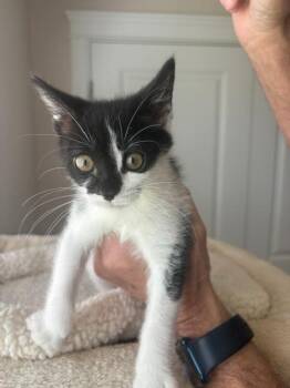 Domestic Short Hair Cats Available for Adoption in Ogden, Utah - Oreo | PetCurious