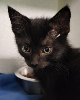 Domestic Short Hair Cats Available for Adoption in Grayslake, Illinois - Muffler | PetCurious