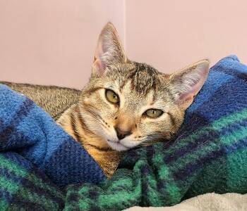 Liberty & Sparkler -  Domestic Short Hair Cat for Adoption in Kirkland, Washington - Liberty & Sparkler | PetCurious