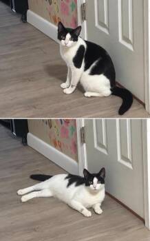 Marnie -  Domestic Short Hair Cat for Adoption in Manchester, Maryland - Marnie | PetCurious