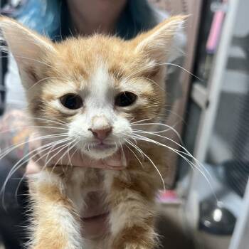 Havarti -  Domestic Short Hair Cat for Adoption in Sioux Falls, South Dakota - Havarti | PetCurious
