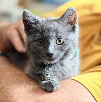 SUNNY -  Domestic Short Hair Cat for Adoption in Colorado Springs, Colorado - SUNNY | PetCurious