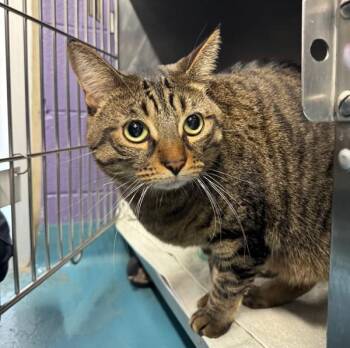 Dobby -  Domestic Short Hair Cat for Adoption in Oakville, Ontario - Dobby | PetCurious