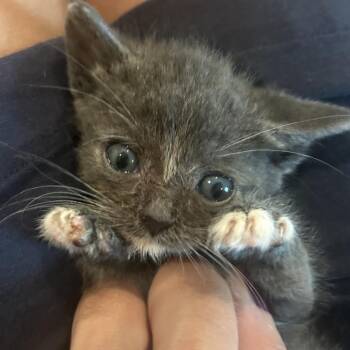 Derpy -  Domestic Short Hair Cat for Adoption in Franklin, Tennessee - Derpy | PetCurious