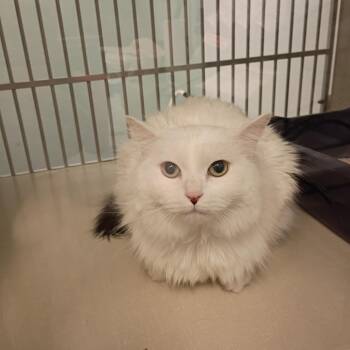 Domestic Long Hair Cats Available for Adoption in Show Low, Arizona - Jack | PetCurious