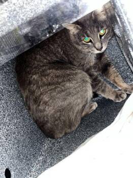 Zen -  Domestic Short Hair Cat for Adoption in Sevierville, Tennessee - Zen | PetCurious