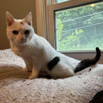 Meeka -  Domestic Short Hair Cat for Adoption in York, Pennsylvania - Meeka | PetCurious