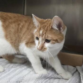 SKYLER -  Domestic Short Hair Cat for Adoption in St. Louis, Missouri - SKYLER | PetCurious