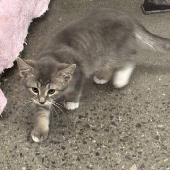 Sean -  Domestic Short Hair Cat for Adoption in Buffalo, New York - Sean | PetCurious