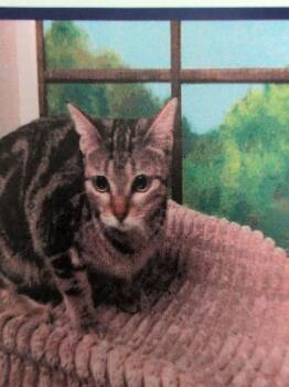 Cinnamon Roll -  Domestic Short Hair Cat for Adoption in Parker, Colorado - Cinnamon Roll | PetCurious