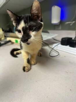 NACHO SUPREME -  Domestic Short Hair Cat for Adoption in Jacksonville, Florida - NACHO SUPREME | PetCurious