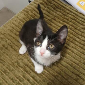 Domestic Short Hair Cats Available for Adoption in York, Pennsylvania - Wheat Thin | PetCurious