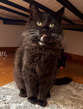 Rescue Domestic Medium Hair Cats for Adoption in Hillsboro, Oregon - INKY (and Onyx, Nova And Midnight) | PetCurious